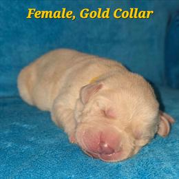 Lucky - Yellow female Labrador Retriever puppy in Caledonia, Ohio from 7Cs Labs