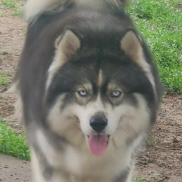 Stormy - Siberian Husky