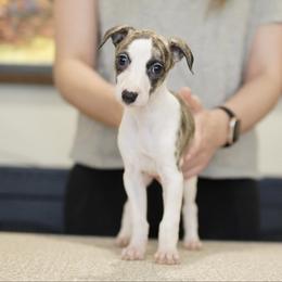 Alexa - White and fawn brindle female Whippet puppy in Atlanta, Georgia from Sinaj