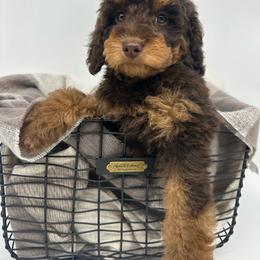 Cinderella - Brown female Bernedoodle puppy in Austin, Texas from Doodles of Central Texas