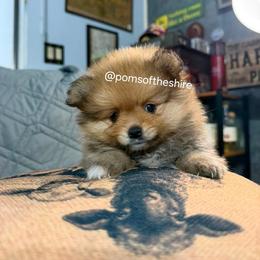 Rowan - Orange male Pomeranian puppy in Boca Raton, Florida from Poms of The Shire