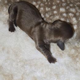 Gray Lady - Gray (blue) and tan male Dachshund puppy in Barre, Massachusetts from Central Mass Dachshunds