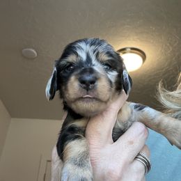 Ophelia - Dapple female Dachshund puppy in Meridian, Idaho from Schön Duchshund