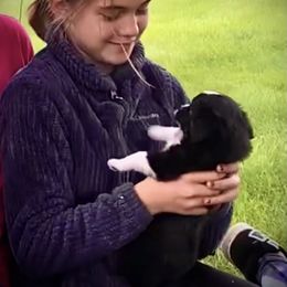 Miniature Australian Shepherd and Toy Australian Shepherd Puppies from Pawesome Lil Aussies