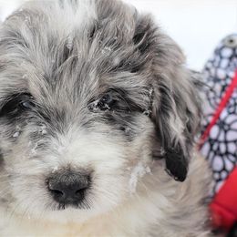Aussiedoodle Puppies from Wilson Cattle Co.