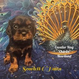 Cavalier King Charles Spaniel Puppies from Cavalier King Charles Heartland
