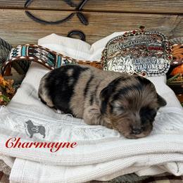 Miniature Australian Shepherd puppies from OR Aussies