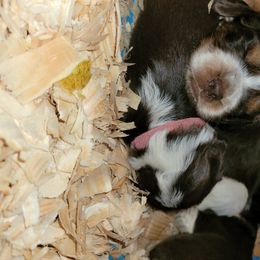 English Springer Spaniel Puppies from 31 Pines Springers & Retrievers