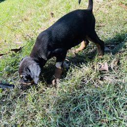Catahoula Leopard Dog Puppies from Double A Catahoulas