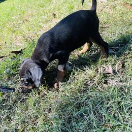 Catahoula Leopard Dog Puppies from Double A Catahoulas