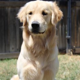 River - Golden Retriever