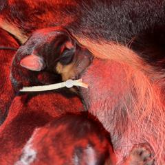 Beauceron Puppies from Shepherd's Heart Beaucerons