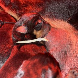 Beauceron Puppies from Shepherd's Heart Beaucerons