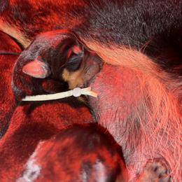Beauceron Puppies from Shepherd's Heart Beaucerons