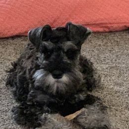 Willie - Miniature Schnauzer