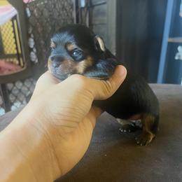 Puppy 2 - Black and tan female Yorkshire Terrier puppy in Kissimmee, Florida from The Yorkie House