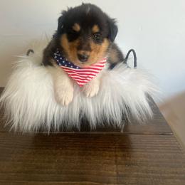 Tommy Pickels - Black white and tan male Collie puppy in Chilhowie, Virginia from Jolly Collies