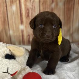 Yogi - Chocolate male Labrador Retriever puppy in Newmanstown, Pennsylvania from Royalty Retrievers