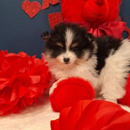 Leona - Black parti female Pomeranian puppy in Tampa, St Petersburg, Florida from Diana's Pomeranians