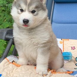 Siberian Husky Puppies from Canace Siberians