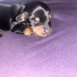 Black and Cream Male AKC - Black and cream male Dachshund puppy in Lehigh Acres, Florida from Ruby Rose Dachshund Dynasty