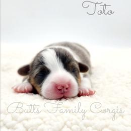 Toto - Blue merle and white male American Corgi puppy in Cameron, North Carolina from Butts Family Corgis