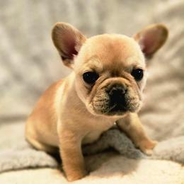 Dolly - Cream female French Bulldog puppy in Waitts Lake, Washington from Best Friend standard Frenchies