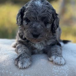 Sierra - Merle female Goldendoodle puppy in Zeeland, Michigan from Dandelion Lane Doodles