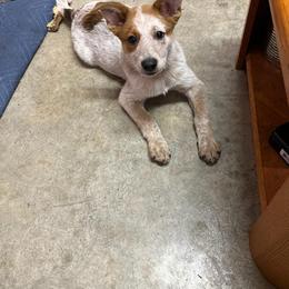 Australian Cattle Dog Puppies from Southern Oregon Heelers