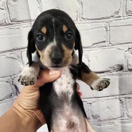 Austin - Piebald male Dachshund puppy in Anaconda, Montana from Williams Family Dachshunds