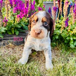 BG5 - Tri-Roan female English Springer Spaniel puppy in Britton, South Dakota from K&S Canines