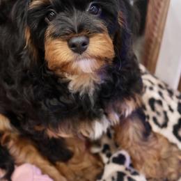 Bernedoodle and Cavapoo Puppies from Lawler’s Legacy Litters