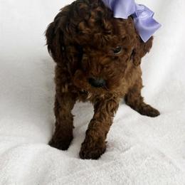 Nina - Red  female Goldendoodle puppy in Mint Hill, North Carolina from DoodleForever