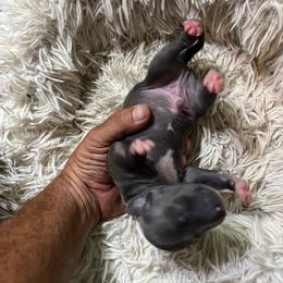 Italian Greyhound Puppies from Fisher Link
