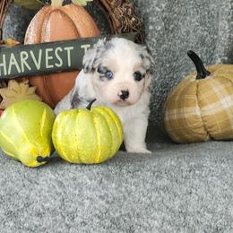Hansel - Blue merle male Miniature Australian Shepherd puppy in Gainesboro, Tennessee from Family Tradition