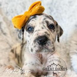 Ketchup - Harlequin female Great Dane puppy in Sac City, Iowa from Northern Great Danes of Colorado & Iowa