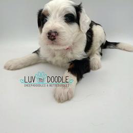 Red - Tri-color female Bernedoodle puppy in Camden, North Carolina from Luv My Doodle