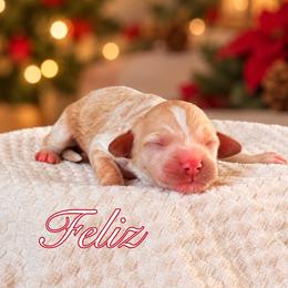Feliz - Apricot female Goldendoodle puppy in Urbana, Illinois from ZaraDoodles