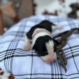 Shania - Tri-color Border Collie puppy in Knoxville, Tennessee from Riverside Ranch Border Collies