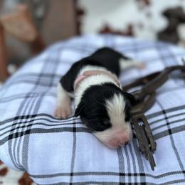 Shania - Tri-color Border Collie puppy in Knoxville, Tennessee from Riverside Ranch Border Collies