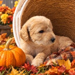 Toffee - Apricot male Double Doodle puppy in Oceanside, California from Strong Mountain Doodles