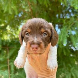 Skye AKC FULL - Piebald female Dachshund puppy in Gentry, Arkansas from Sweet As Pie Doxies