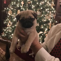 Pug Puppies from Pickwick Pugs