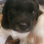 Female 2 - Black and white female French Brittany puppy in New Florence, Pennsylvania from Laurel Furnace Bretons