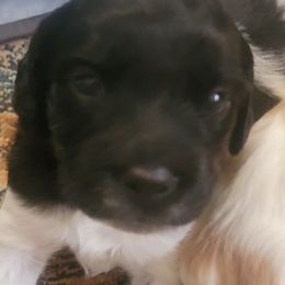 Female 2 - Black and white female French Brittany puppy in New Florence, Pennsylvania from Laurel Furnace Bretons