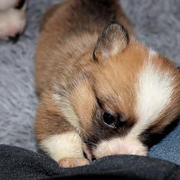 Pembroke Welsh Corgi Puppies from Northwynd Corgis