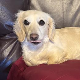 Dachshunds from AllStarDachshunds