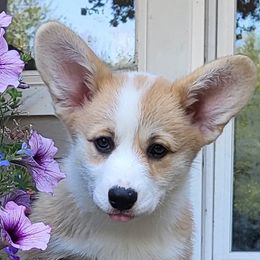 Pembroke Welsh Corgis from Brighton Creek Welsh Corgis