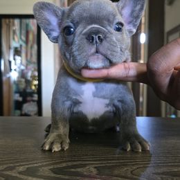 Steel - Blue female French Bulldog puppy in Wisconsin from Shameless Bulldogs LLC