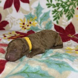 Yellow Collar Female - Apricot female Goldendoodle puppy in Pasadena, Texas from Knightsbane Standard Poodles